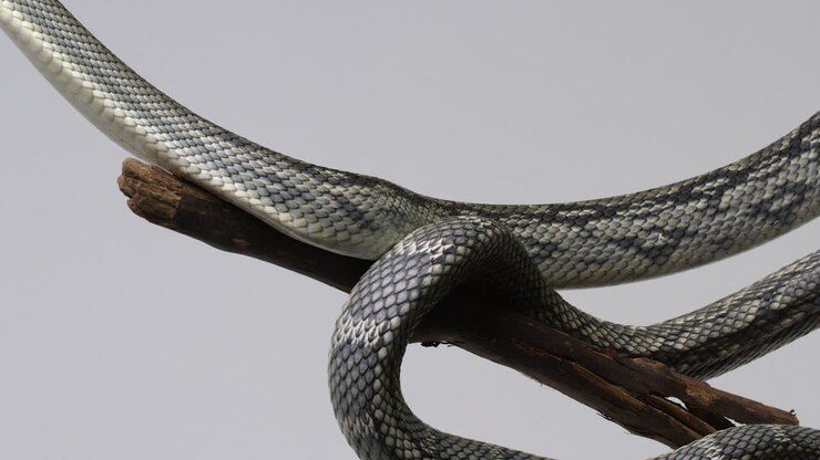 Vietnamese Blue Beauty Snake body wrapped around tree branch isolated on white background