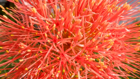 planta de scadoxus con flores, tiene una forma de bola roja, tallos verdes débiles