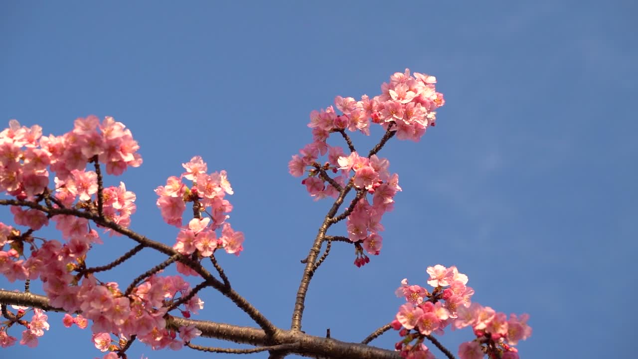 Guardando in alto i ramoscelli degli alberi con fiori di ciliegio Sakura giapponesi contro il cielo blu