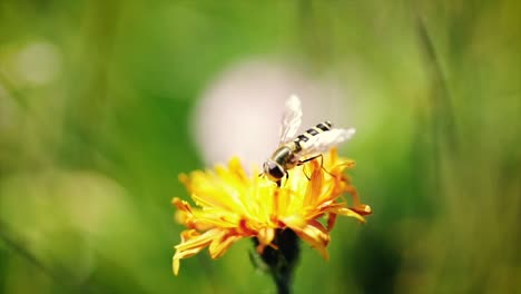 wasp collects nectar from flower crepis alpina slow motion.