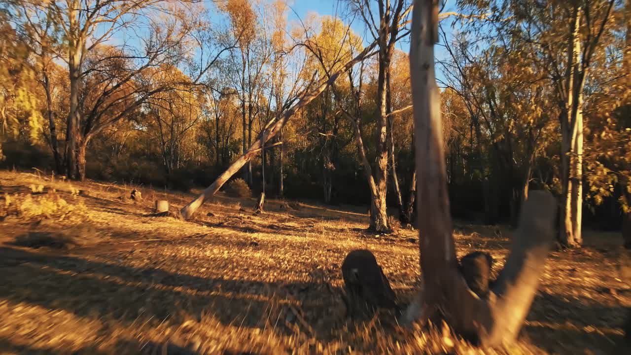 숲속의 나무들 사이의 앞으로 느린 움직임