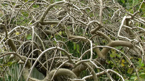 Bare-branches-of-mulberry-tree