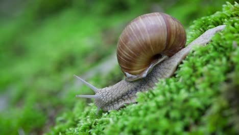 helix pomatia también caracol romano, caracol borgoña