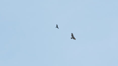 Wide-shot-of-a-crow-dive-bombing-a-hawk-in-slow-motion