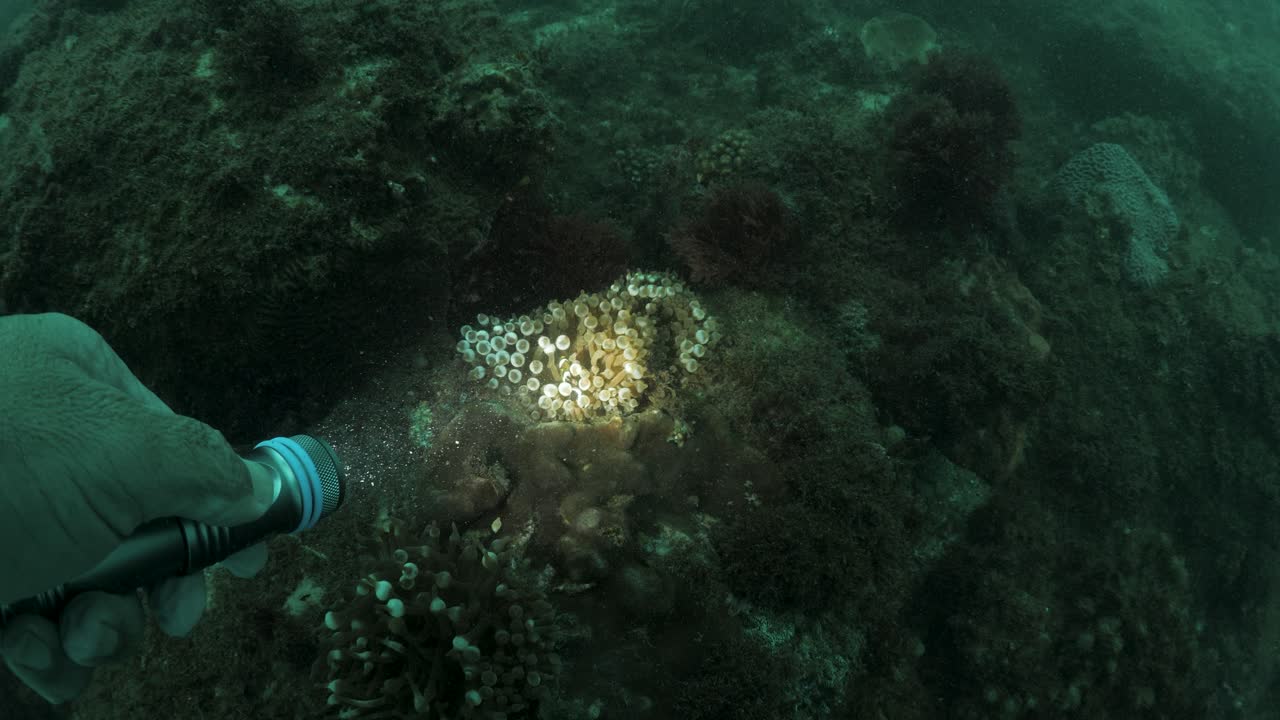 Um mergulhador realizando um levantamento marinho ilumina com uma lanterna subaquática um peixe-palhaço vivendo em uma anêmona tóxica. Visão de câmera subaquática.