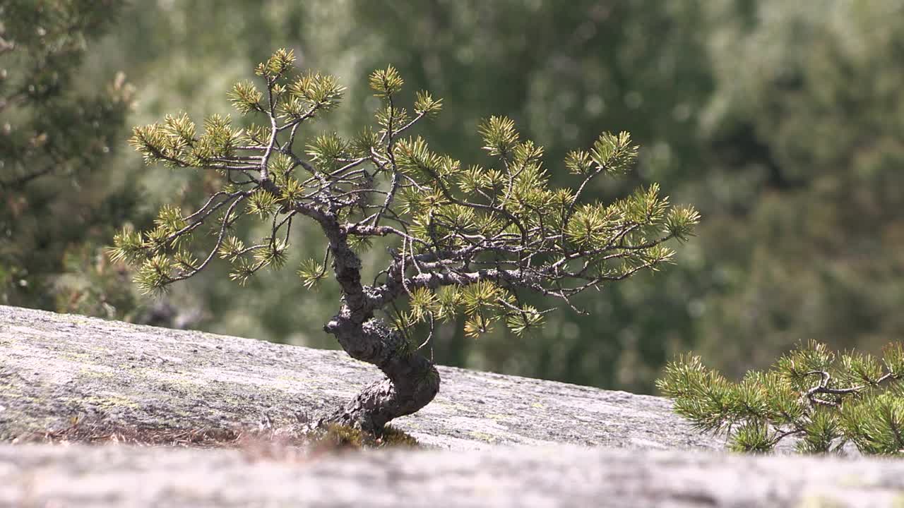pequeño árbol que crece en lecho de roca, granito, en finlandia