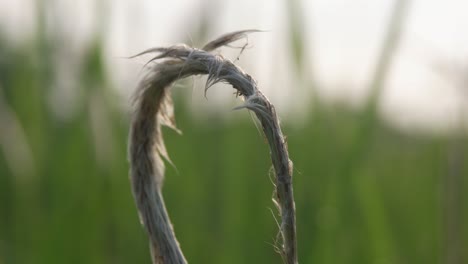 close-up of grass leaves with circle pattern