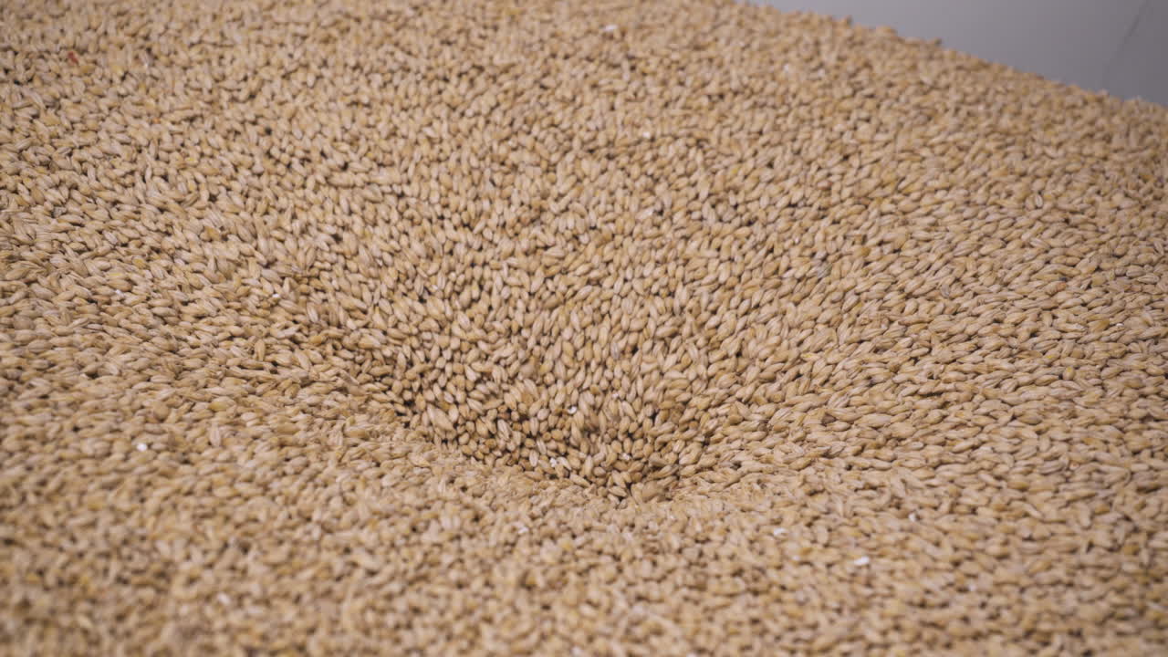 양조장에서 맥주를 양조하는 과정에서 몰트가 그라인더로 내려갑니다.