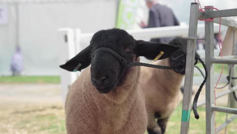 dos ovejas marrones lanudas atadas en una cerca durante el espectáculo agrícola en inglaterra, reino unido - toma de primer plano