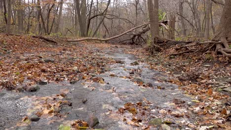 autumn leaves blowing across a forest creek