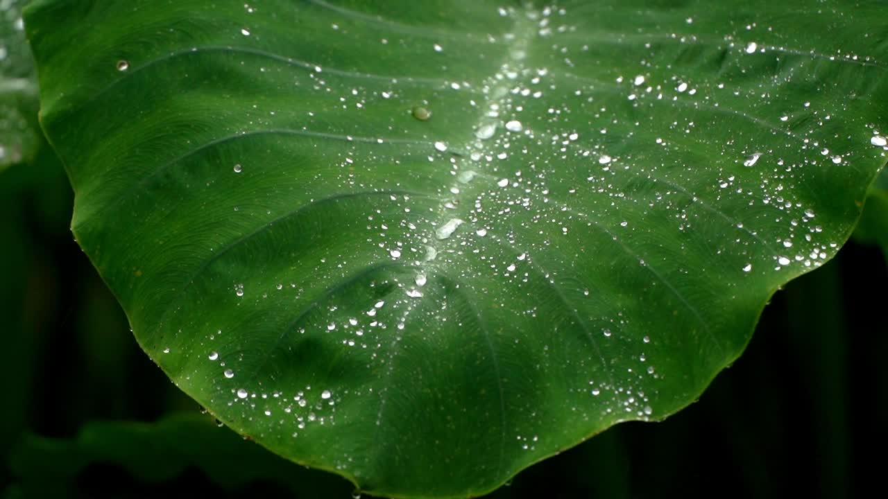 Nærbilde av klare regndråper som strømmer ned den hydrofobe overflaten av et livlig grønt elefantøreblad, og samler seg langs midtnerven under en tropisk regnskur.
