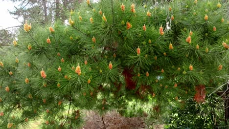 a pine branch full of its fruiting cones