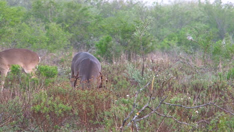 Monster-buck-in-Texas-lifts-its-head-from-feeding