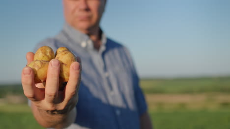 the farmer holds in his hand several young potatoes, stands in a field where the potatoes have just been dug