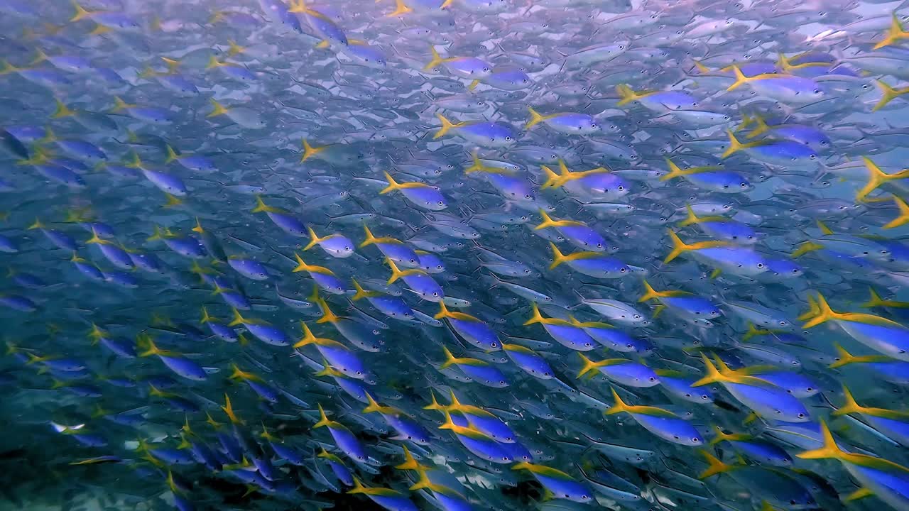 a very dense school of yellow tail fusiliers swimming in formation above a coral reef