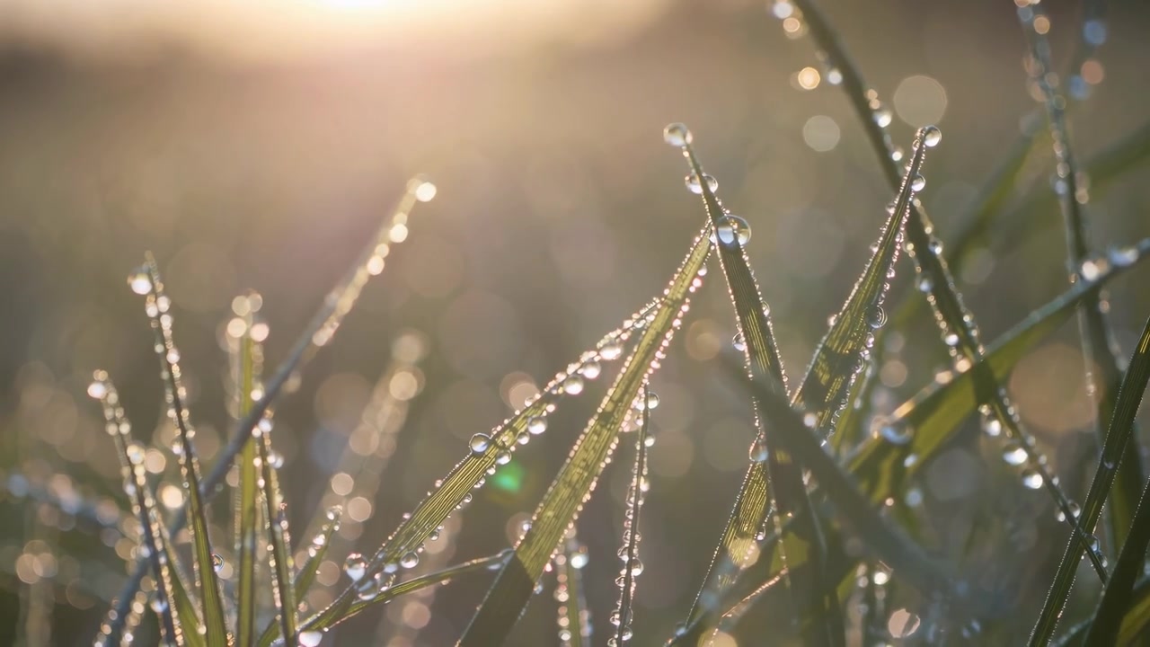 Gotas de Orvalho Matinal em Folhas de Grama Verde ao Nascer do Sol