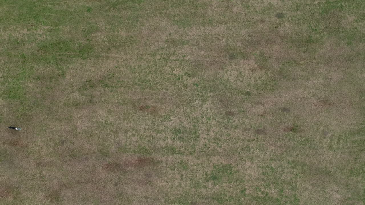 vista aérea de arriba hacia abajo del border collie jugando con frisbee en el campo de hierba