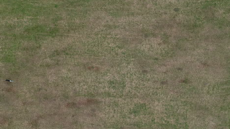 Aerial-top-down-view-of-boarder-collie-playing-with-frisbee-on-grass-field