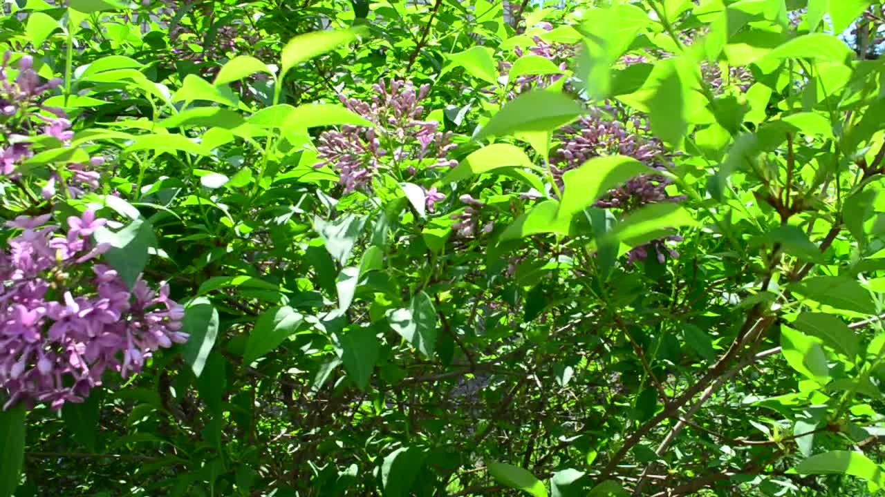 Lillà in primavera. Cespuglio di lillà
