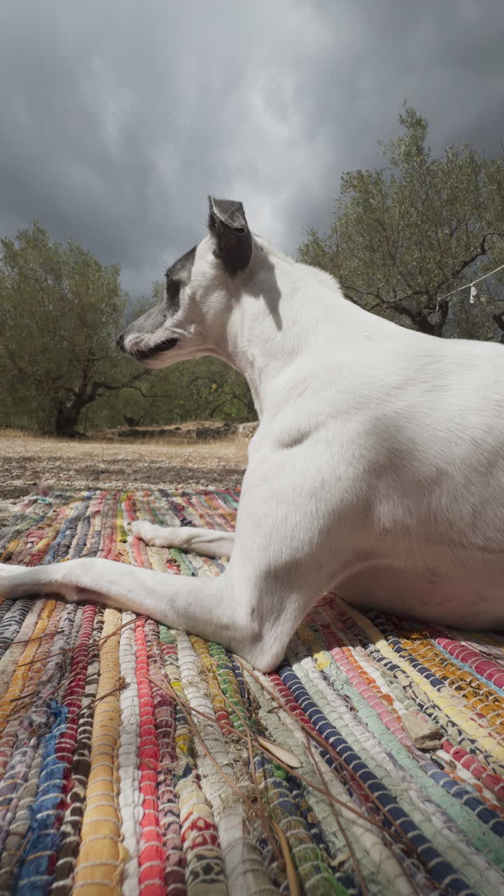 Un galgo inglés relajándose al aire libre en la naturaleza en vertical