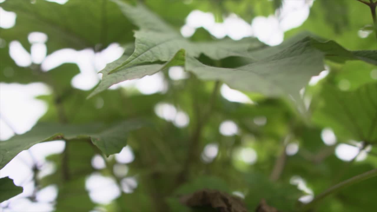 Extreme close-up of leaves, intricate veins and textures, nature's intricate beauty