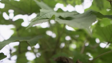 Extreme-close-up-of-leaves,-intricate-veins-and-textures,-nature's-intricate-beauty