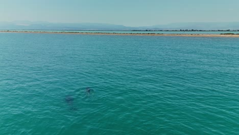 a serene dolphin gliding through blue ocean waters near the coast