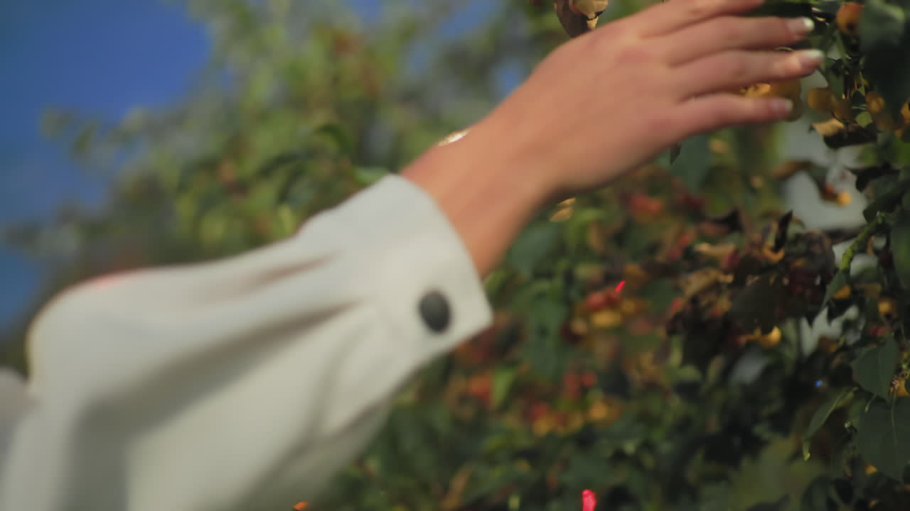 Rear view of lady's hand warmly touching plant branches filled with tiny fruits under evening sky, polished nails visible, soft bokeh lights and lush green background