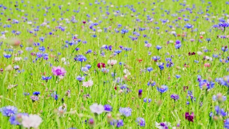 vibrant field of wildflowers with blooming cornflowers in focus, soft sunlight