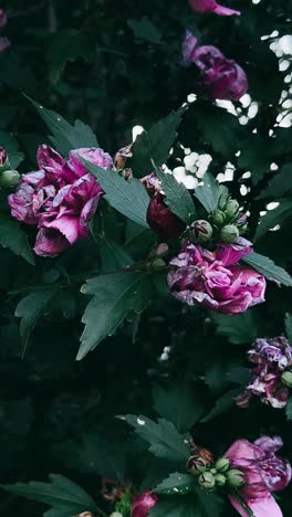 close-up of vibrant purple hibiscus flowers