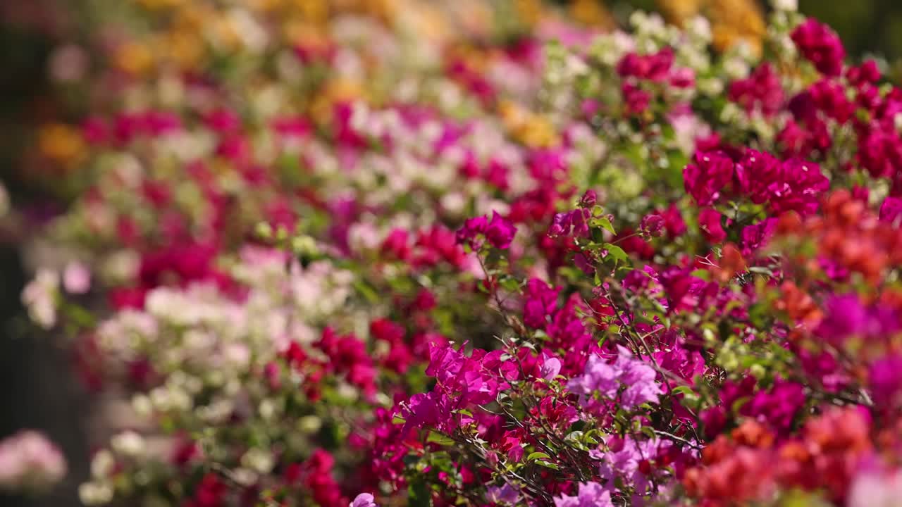 flores vibrantes que florecen en una escena de jardín dinámico.