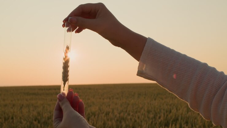 The researcher holds a flask with an ear of wheat in front of the sun