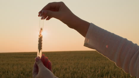 el investigador sostiene un frasco con una oreja de trigo frente al sol