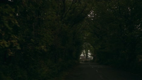 driving through a tunnel made of trees, snowdonia, wales, uk