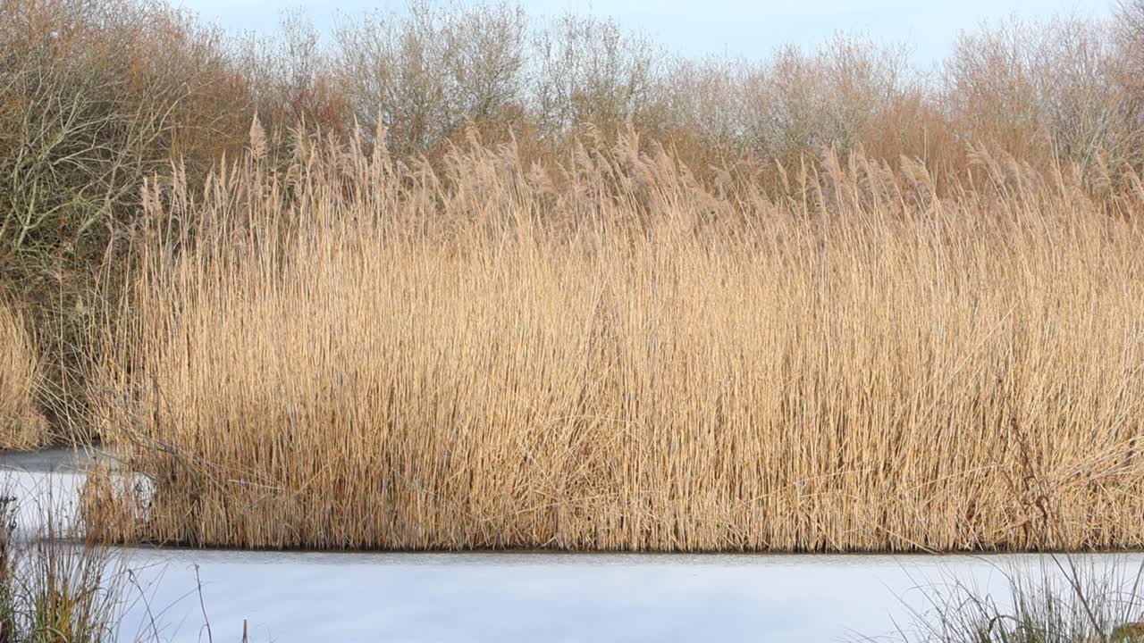 Almindelig tagrør, Phragmites australis, i en tiliset dam midt om vinteren. England. Storbritannien.