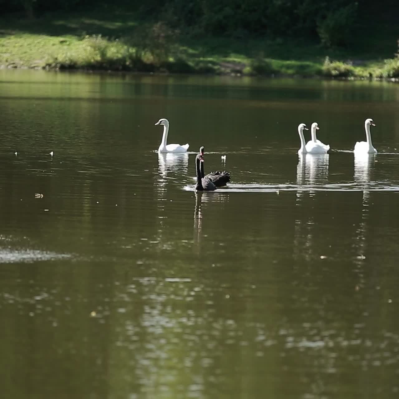 White And Black Swans Rowing On Water