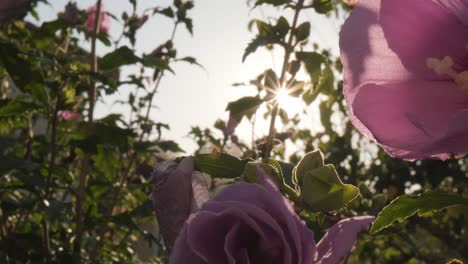 Hermosas-Rosas-De-Jardín-Que-Florecen-Al-Aire-Libre-Con-Brillantes-Rayos-De-Sol-Que-Brillan-En-El-Fondo
