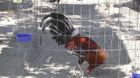 pelea de pollos 01