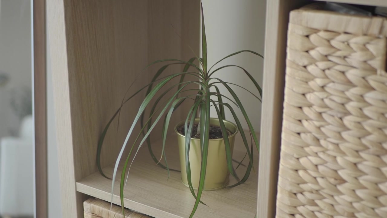 Small Potted Dracaena Plant on a Wooden Shelf