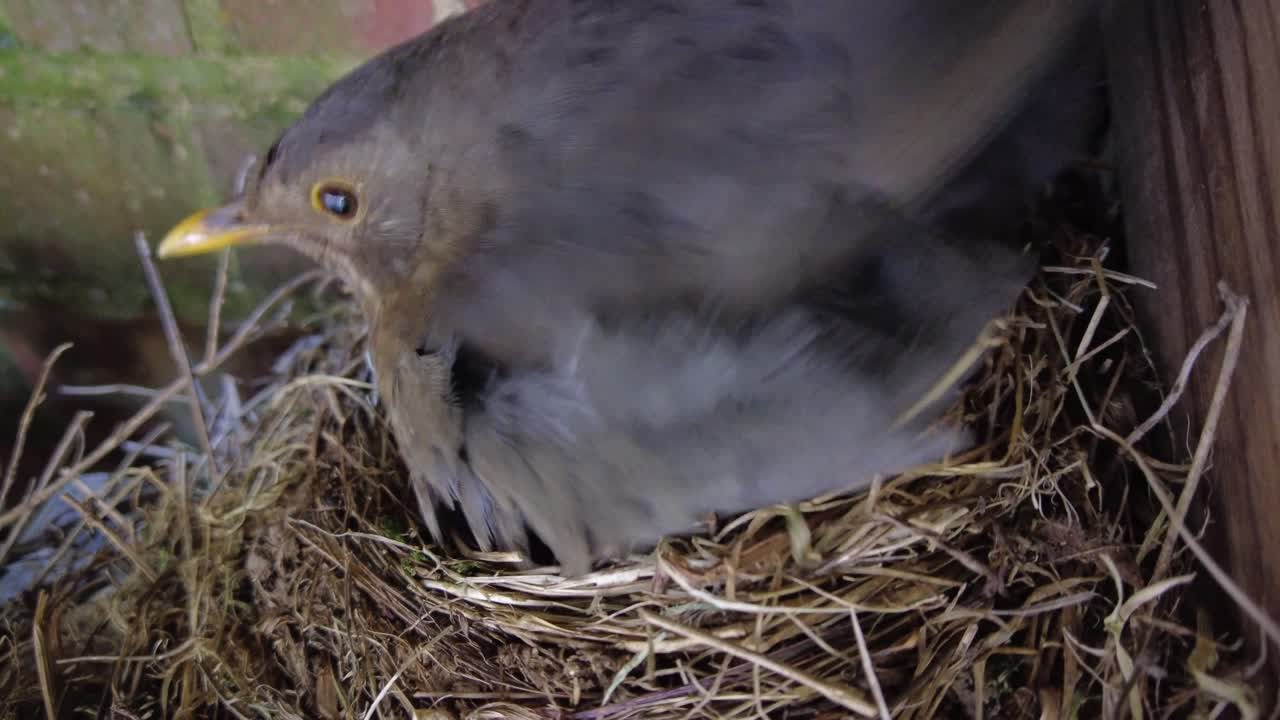 blackbird nesting and feeding chicks