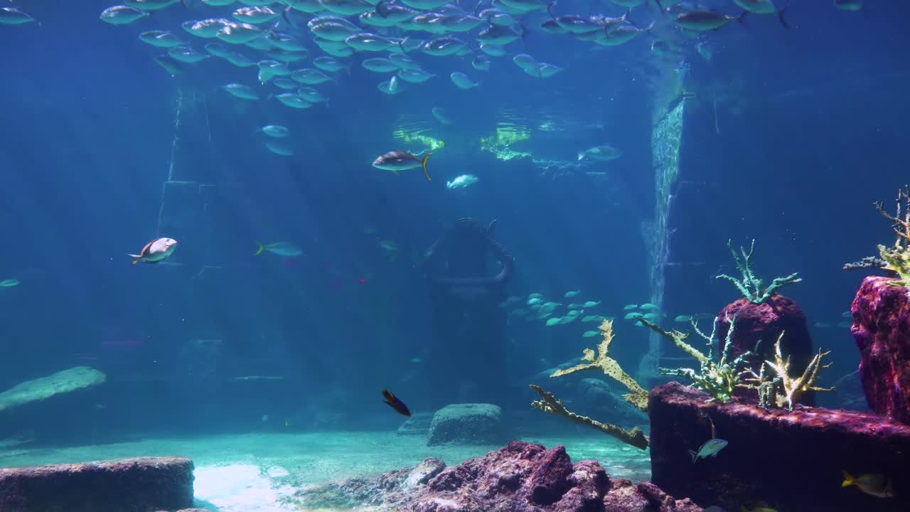 열대어, 거북이, 가오리가 있는 산호초로 장식된 대형 수족관