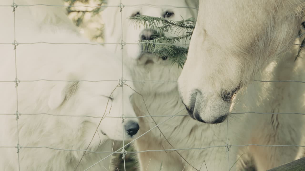 Pyrenees Dogs and Horse meet through Fence - Slow Motion Clip