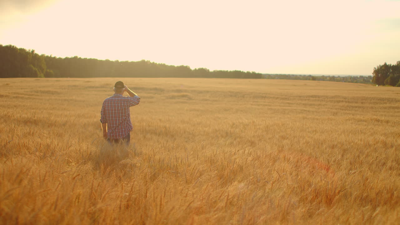 View from the back: A gray-haired elderly male farmer in a shirt looks at a sunset field of wheat after a day's work. Tractor driver takes off his cap at sunset looking at the field of cereal