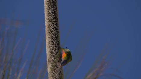 rainbow lorikeet feeding on the flowers of xanthorrhoea upside down - o'reilly's rainforest retreat - gold coast, qld, australia