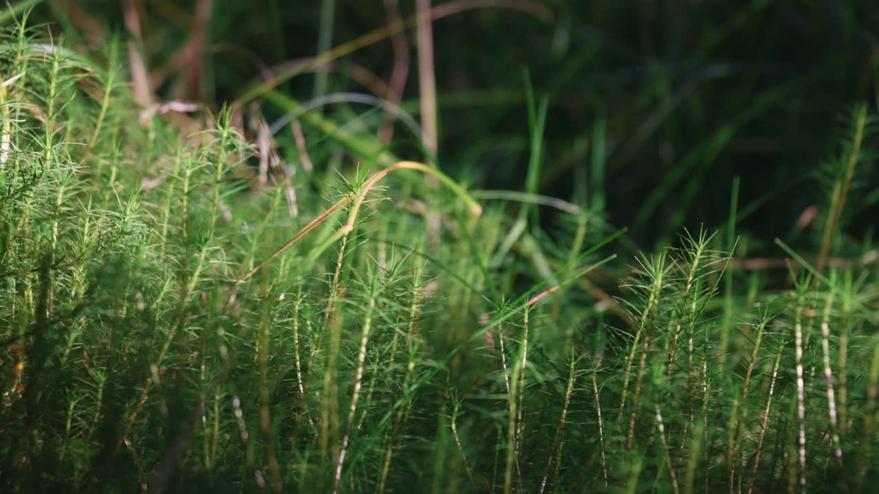 숲 속 의 모스 의 근접 사진