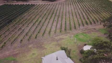 woman in blue dress walking through vineyard while camera pans out to show house and farm