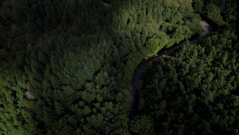 Eine-Straße-In-Einem-Riesigen-Tannenwald-In-Frankreich,-Wolken-Bedecken-Den-Himmel-Und-Verdunkeln-Die-Landschaft