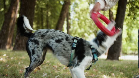 mujer jugando con perro