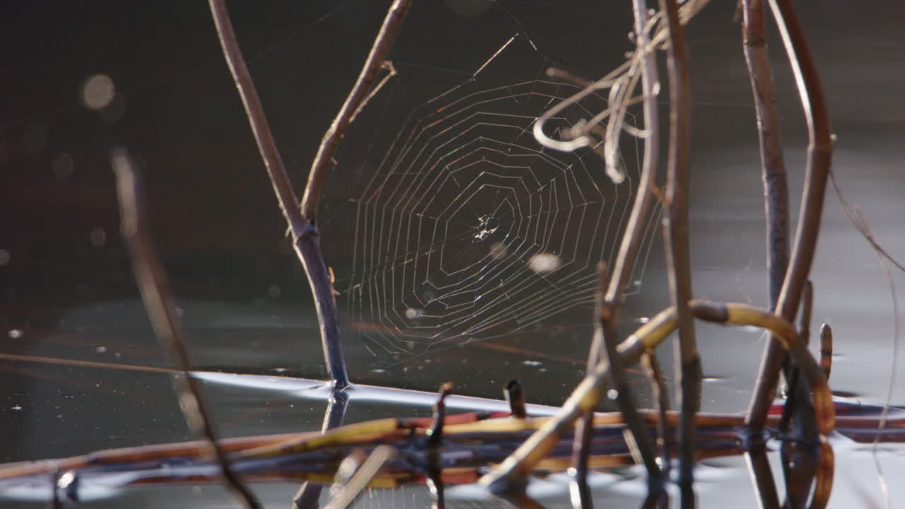 나뭇가지에 매달려 있는 거미줄, 배경에 반사되는 호수, 중간 샷