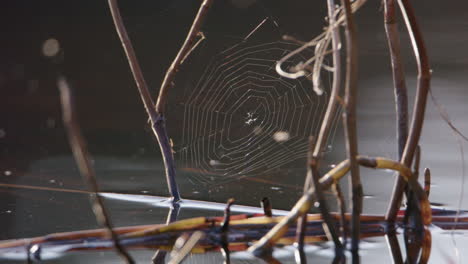 telaraña colgando de las ramas, lago reflejado en el fondo, plano medio